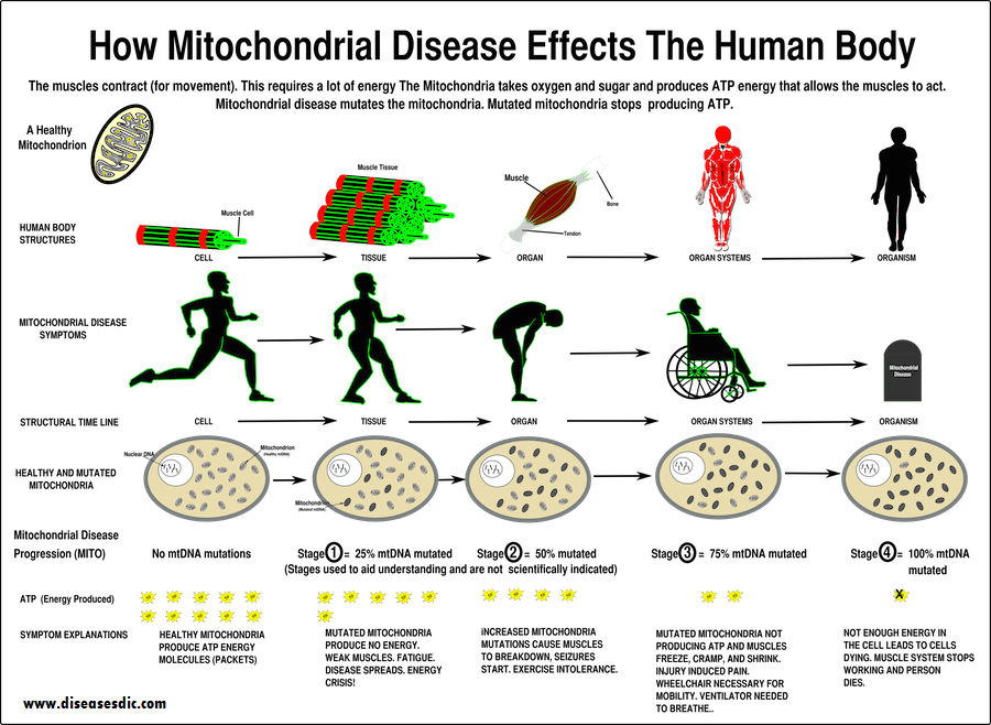 Mitochondrial Disease Overview, Causes and Treatment